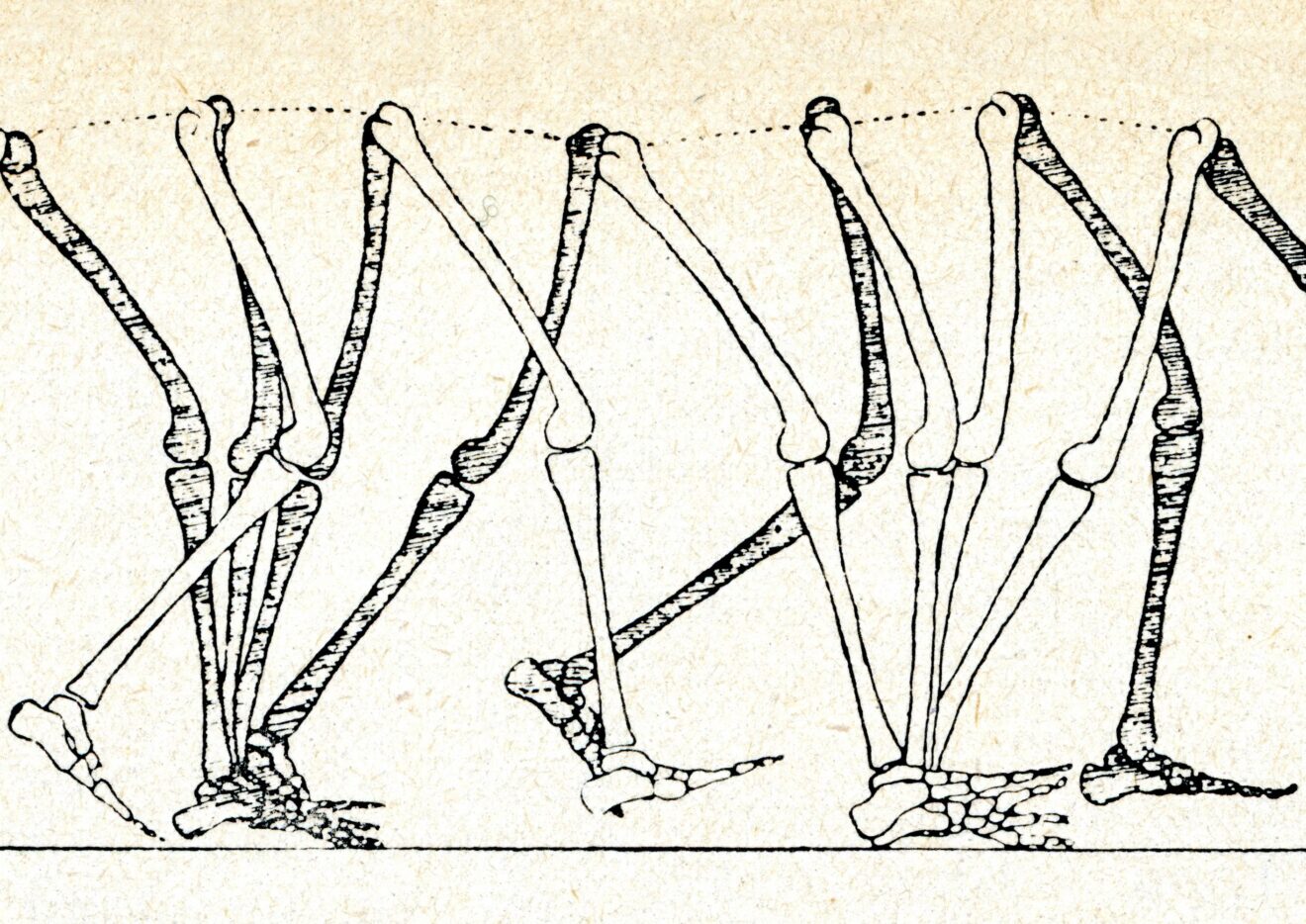 Human walking movements (W. Braune, O. Fisher)